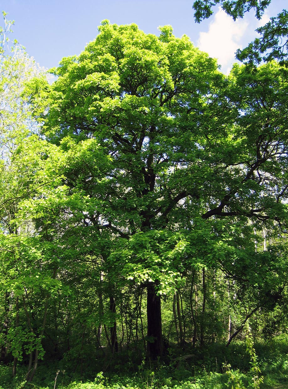 Wintergarten-Fachbetriebe in Blankenheim: Sorbus torminalis
