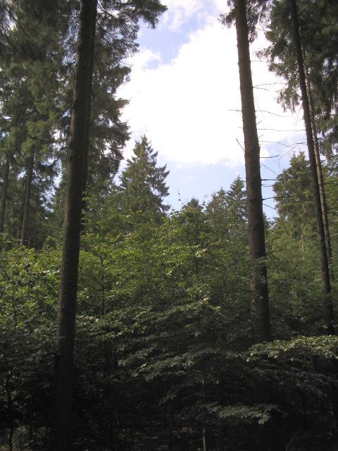 Wintergarten-Fachbetriebe in Forst: Stadtansicht – Foto: Wikimedia-Autor Wintergarten-Fachbetriebe in Forst: Stadtansicht