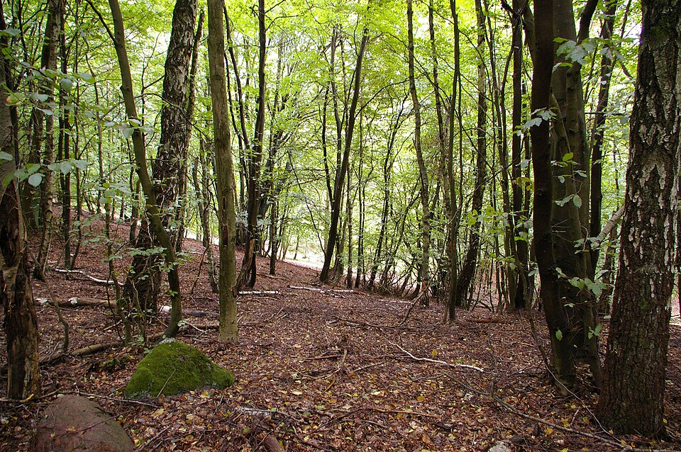 Wintergarten-Fachbetriebe in Lüchow: Stadtansicht – Foto: Christian Fischer Wintergarten-Fachbetriebe in Lüchow: Stadtansicht
